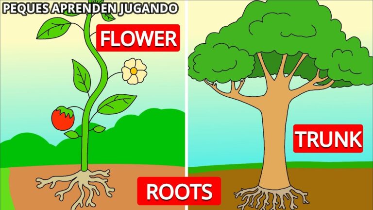 partes de la planta en ingles