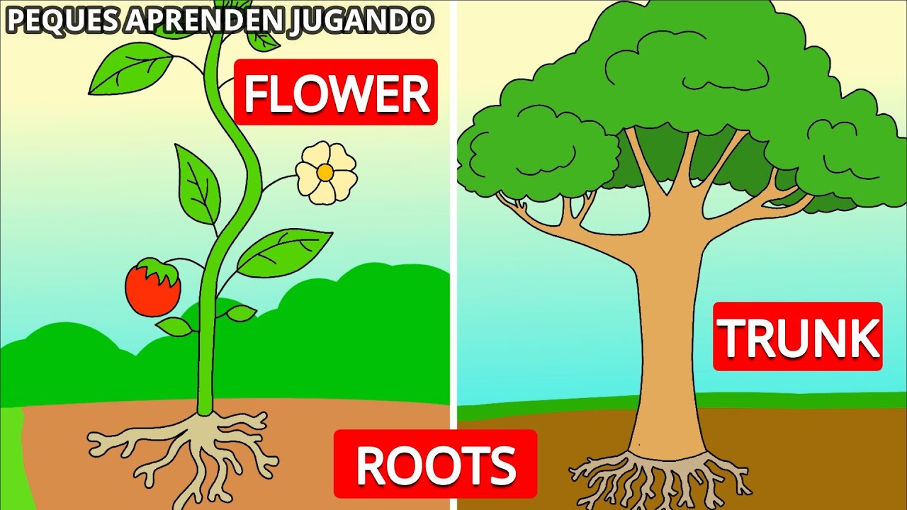 partes de la planta en ingles