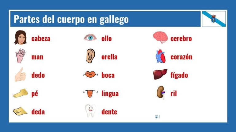 partes del cuerpo en gallego